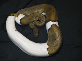 True Pied Ball Python Breeder Female (65%)