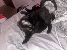 Two beautiful girls need a new home
