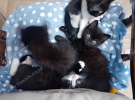 2 Kittens to good homes