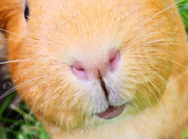 Male or female guinea pig