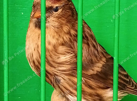 Lesser Redpolls