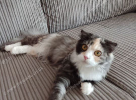 7 month Persian x Scottish fold female