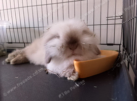 Lionhead and Fuzzy Lop Double Maned Bunnies