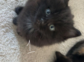 3 female kittens ready now