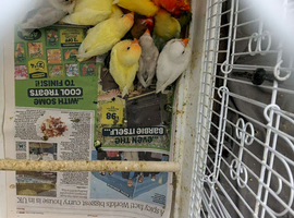 Love Bird for sale