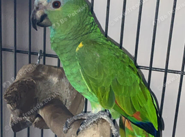 Yellow shouldered Amazon
