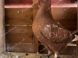 Chocolate coloured pigeons