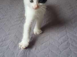 &ldquo;5‑week‑old boy kitten