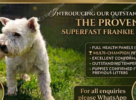 KC Registered West Highland Terrier Boy