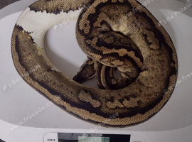 Adult Royal Pythons