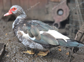 Muscovy ducks