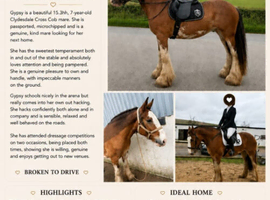 Gypsy, 15.3hh Clydesdale X