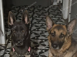 Dutch shepherd cross german shepherd