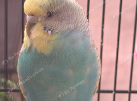 Burdgies