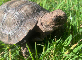 BURMESE BROWN MOUNTAIN TORTOISES 2 YEARS OLD