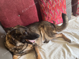 Magda &ndash; Loving 5-Year-Old Dog Looking for Her Forever Home