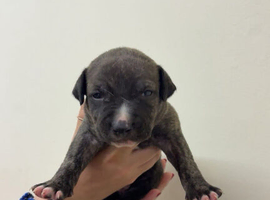 Staffy puppies ready to leave