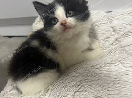 2 beautiful kittens !!!