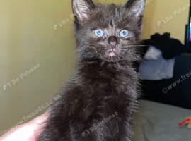 Mane coon kitten
