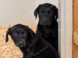 Lab cross pups for new home