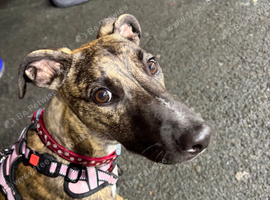 URGENT rehoming