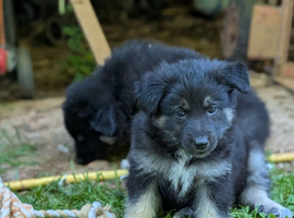 Absolutely Stunning SHOLLIE (German Shepherd x Collie) Puppies