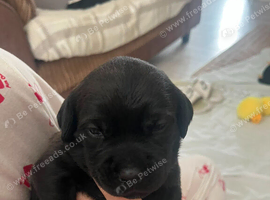 Rottweiler x Patterdale