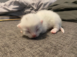 1 white kittens