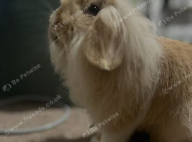 Female lion Lop rabbit