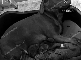 7 Labradoodle puppies