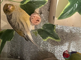 Canary bird male adult