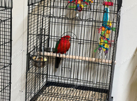 Baby King parrots Glasgow