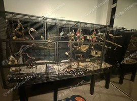 Disabled or flightless budgies