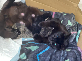 Kittens for sale.
