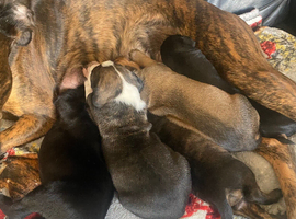 Salkiu Bill Grey Whippet Lurcher Puppies