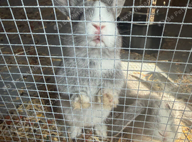 Mini lop x lionhead bunnies