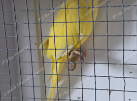 Yellow ringneck