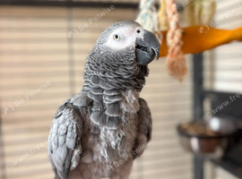 African grey parrott