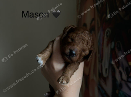 5-star licensed ESPONJOSO Exclusive Half Asian Toy Poodles | August 2026