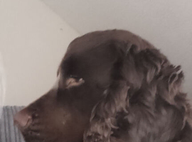 Stud male