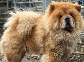 Male 2 years old chow