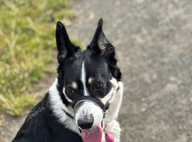 Border collie female needs a new home