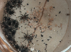 Trinidad chevron / p. Cambridgei spiderlings (Not jumping spider)
