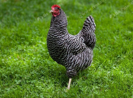 Rhode rock barred rock light sussex