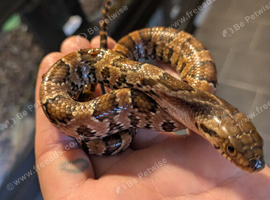 Hypo false water cobras