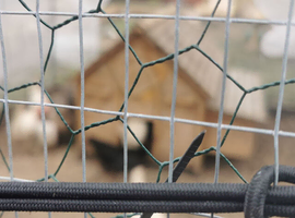 Chicken coop and steel cage 9ft by18 ft