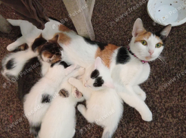 2 Cute Female kittens for sale