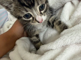 4 beautiful baby kittens ready for the brand new home