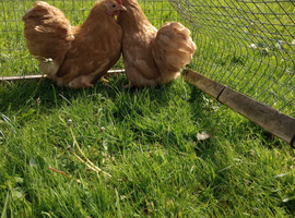 2 Buff Pekin pullets