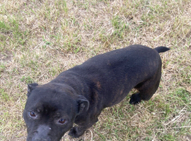 Staffordshire Bull terrier